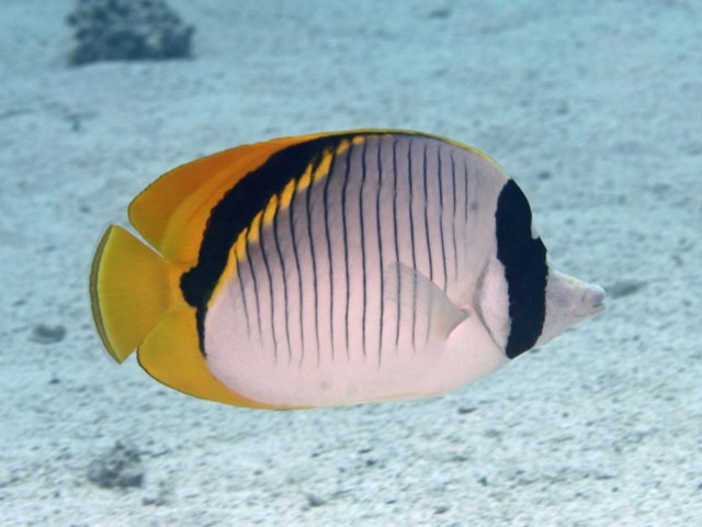 Chaetodon lineolatus